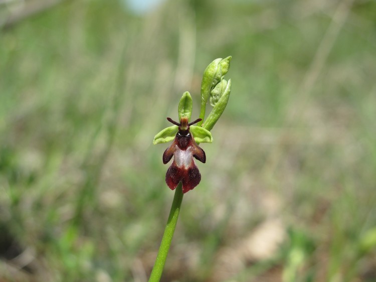 Ophrys insectifera